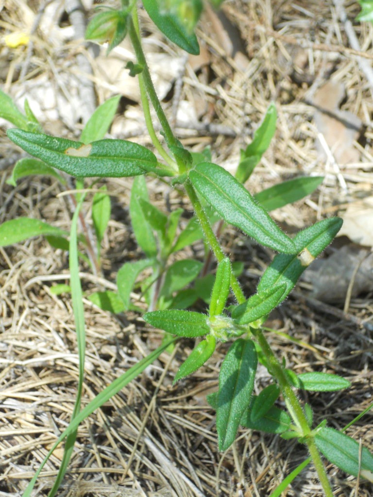 fiore giallo - Helianthemum cfr. nummularium